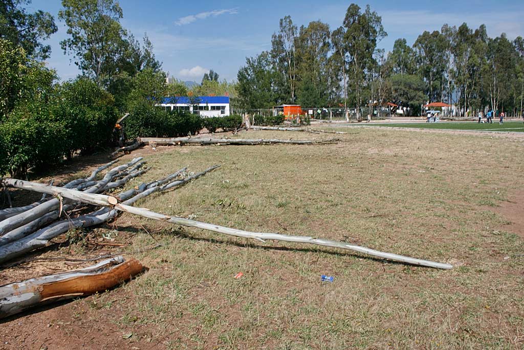 Se removieron árboles de la unidad deportiva para profesionalizarla en Jerez Zacatecas