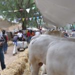 Exposición ganadera Feria Jerez 2014