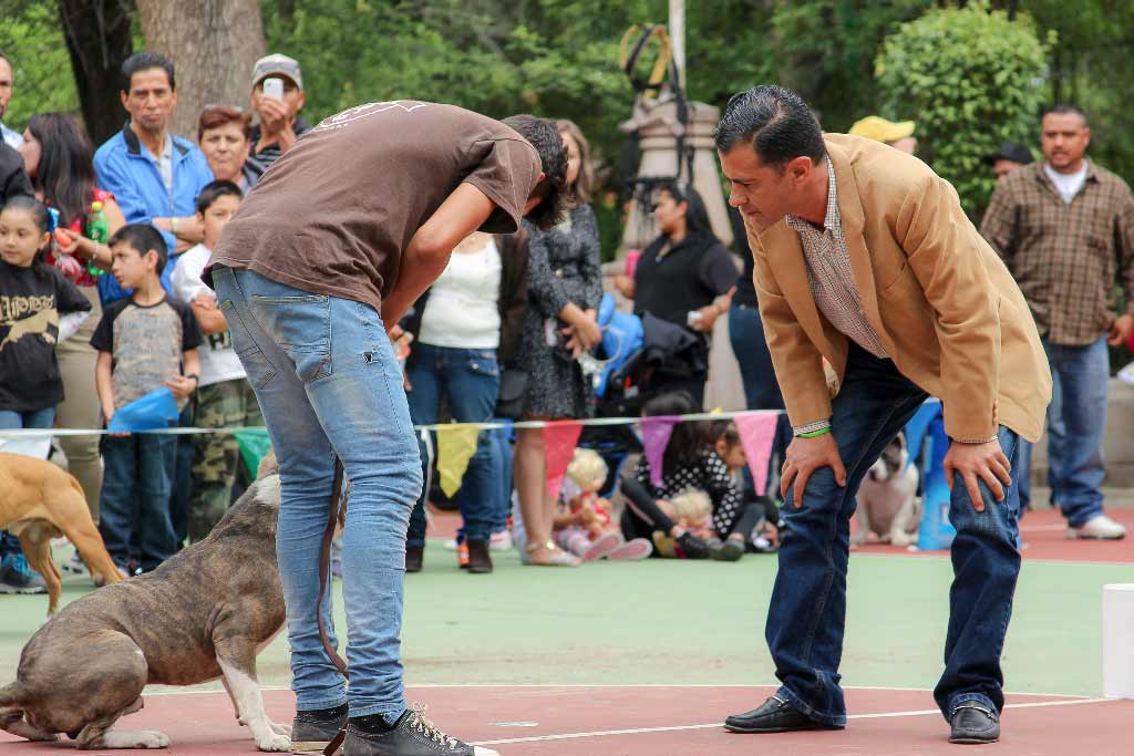 Exposición de belleza canina en la Feria Jerez 2015