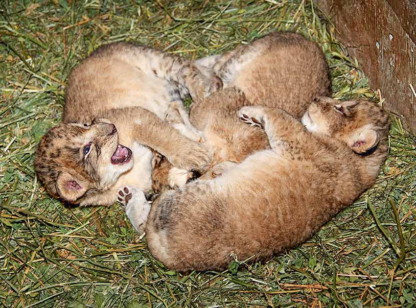 Nacen tres leones en zoológico de Zacatecas