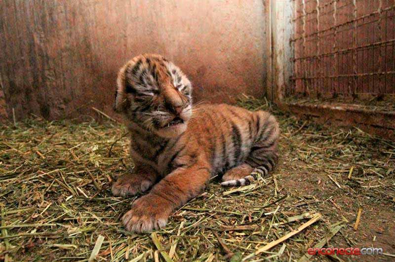 Nacen cachorros de tigre y león en zoológico La Encantada